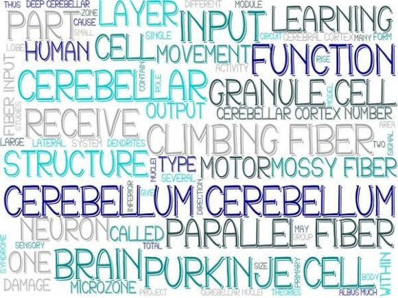 Cerebellum Wordcloud Print: Craft Beautiful Visuals