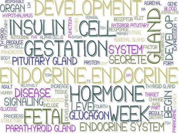 Endocrine Wordcloud Print