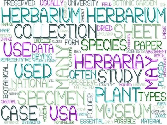 Herbarium Wordcloud Banner: A Versatile Design Asset for Nature-Inspired Creativity